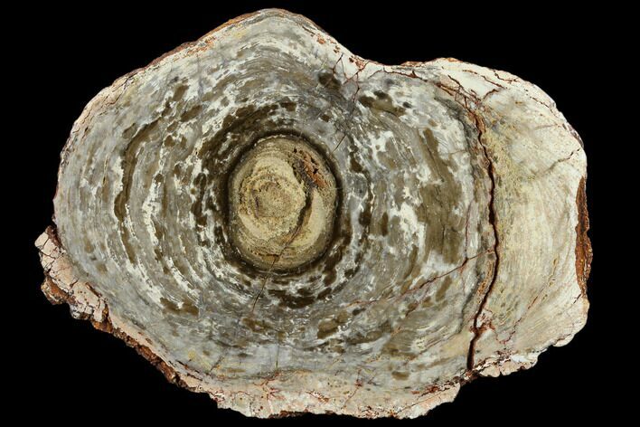Polished, Cambrian Stromatolite (Conophyton) - Australia #130640